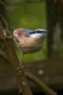 Nuthatch, Sitta Europaea, Birds, Garden, Garden Fence, Garden Fence, High Size, Portrait Format,