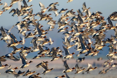 Eurasian Wigeon (Mareca penelope) huge flock flying, Netherlands