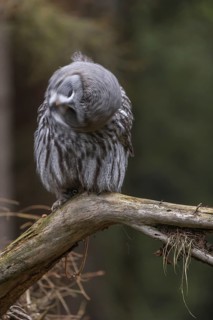 One great grey owl (Strix nebulosa) sitting on the root of a fallen spruce tree