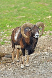 Mouflon (Ovis gmelini), wild sheep, Lohberg, Bavaria, Germany, Captive