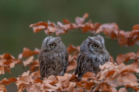 Two Eurasian scops owls (Otus scops)sitting on a twig of a beech tree, embedded in brown leafs