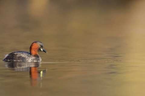 Little grebe, (Tachybaptus ruficollis), (Podiceps ruficollis), animals, birds, grebe family, swims