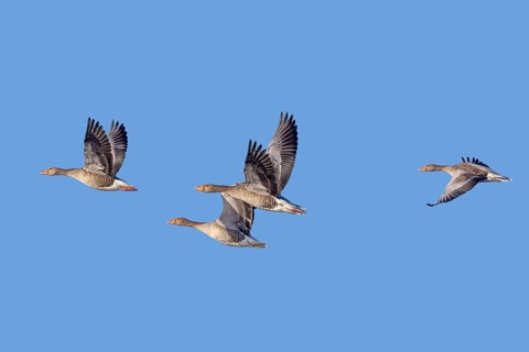 Flock of four greylag geese, graylag goose (Anser anser) flying against blue sky in winter