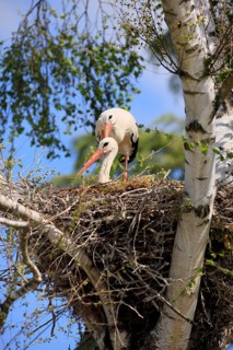 White stork, (Ciconia ciconia), Two white storks in a nest, Baden-Württemberg, Germany