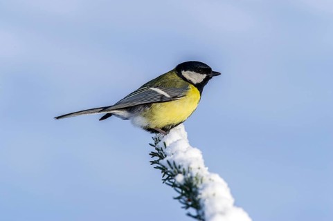 Great Tit (parus major) Great Tit • Baden-Württemberg, Germany, Baden-Württemberg, Federal Republic