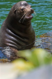 Male harbour seal (Phoca vitulina) in the water, Nuremberg Zoo, Middle Franconia, Bavaria, Germany