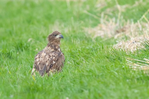White-tailed eagle (Haliaeetus albicilla) juvenile, young sea eagle, sitting in a meadow, wildlife,
