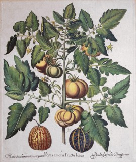 Meat tomato, watermelon and honeydew melon, hand-colored copper engraving by Basilius Besler, from