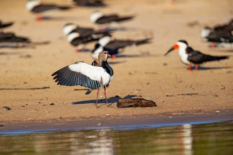 Bronze lapwing (Vanellus chilensis) Pantanal Brazil