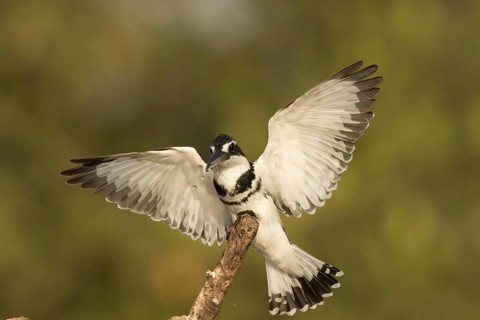 Pied Kingfisher (Ceryle rudis) male, Gambia