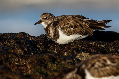 Ruddy Turnstone (Arenaria interpres) feeding amongst the rocks, Asturias, Spain