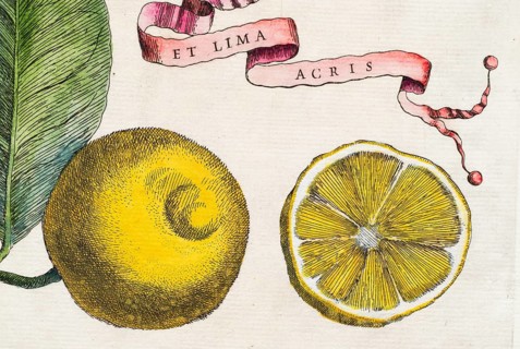 Cut, halved lemon and lemon on a branch with leaf and decorative banner Et Lima Acris, citrus