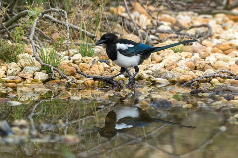 Magpie, pica pica, bath, bird bath, birds, corvidae family of birds, adolescent, juvenile, mirror,