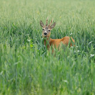 Roe deer (Capreolus capreolus), roebuck standing in a grain field, wildlife, Lower Saxony, Germany
