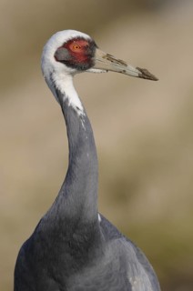 White-naped Crane (Antigone vipio), Arasaki, Japan