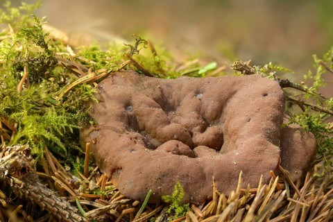 Largest slice, gyromitra ancilis, gyromitra perlata, lornel, pig's ears, slice lorrel,