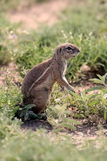 Cape bristle-necked squirrel (Xerus inauris), adult, alert, standing upright, foraging, Mountain