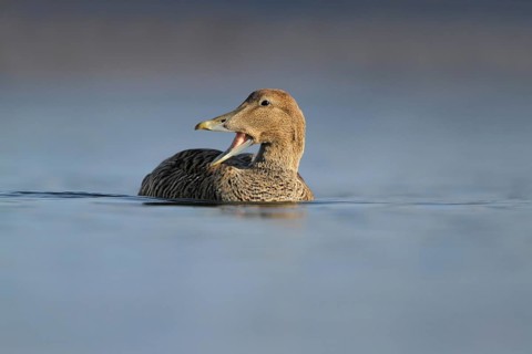 Common Eider (Somateria mollissima) female, Rapperswil, Switzerland