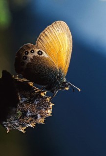 Alpine haybutterfly, alpine meadowbird, alpine heath, coenonympha Gardetta, Slovenia, Triglav
