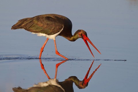 Black Stork (Ciconia nigra) foraging, Greece