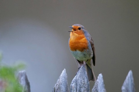 Erithacus rubecula, robin, robins, birds, garden, garden fence, song, passeri, singing, songbirds,