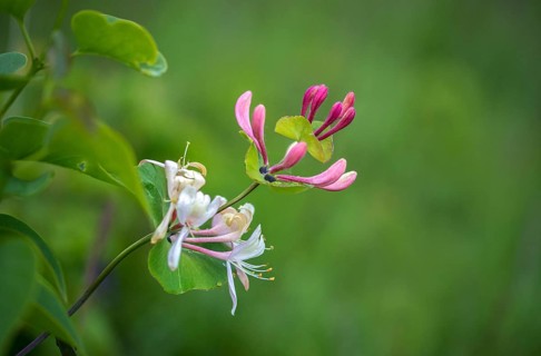 Caprifoliaceae, true honeysuckle, garden honeysuckle, honeysuckle family, Italian honeysuckle,
