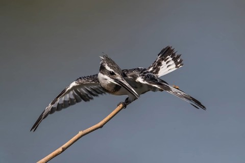 Pied Kingfisher (Ceryle rudis) female in defense posture on a twig, Gambia