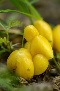 Bolbitius titubans, Bolbitius vitellinus, yellow manure mushroom, dung mushroom, fungi, fungus,