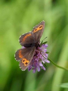 A round-eyed brown (Erebia medusa) in its natural habitat, resting on a purple flower against a