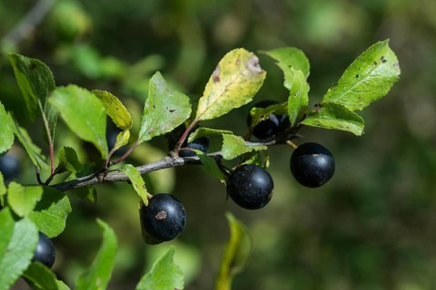 German acacia, hedthorn, Prunus spinosa, rosaceae, rose family, sour plum, sloe, blackthorn,