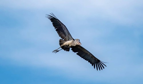 Shoebill (Balaeniceps rex) in flight, bird in front of blue sky, Mabamba, Lake Victoria, Uganda