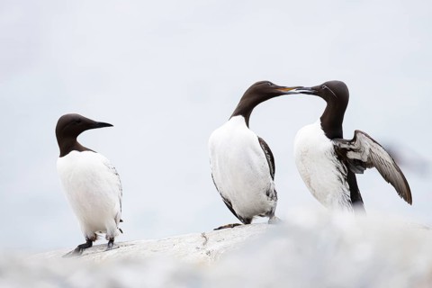 Guillemot (Uria aalge), two quarrelling birds on a cliff top, a third bird watches, Hornøya Island,