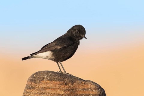 Mourning Wheatear (Oenanthe lugens warriae) perched on a stone, Eilat, Israel