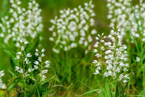 Cephalanthera longifolia, orchids, orchids, orchid plants, Sweden, sword-leaved woodbird, birds,