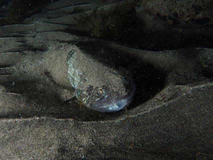 An Atlantic lizardfish (Synodus saurus) is buried in the sand at night and barely visible on the