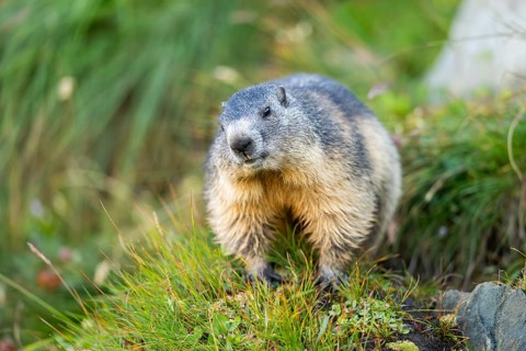 Alpine marmot (Marmota marmota) in autumn, Grossglockner, High Tauern National Park, Austria