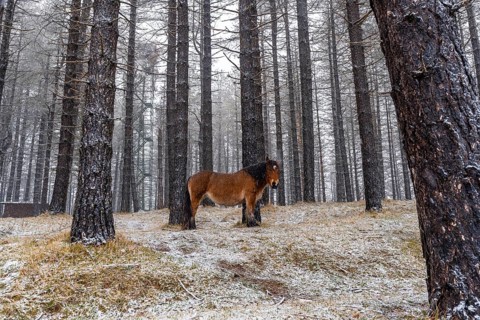 Wild horses in the aizkorri mountain of gipuzkoa. Snowy landscape by winter snows. Basque Country,