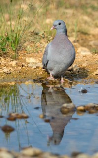 Columba Oenas, Holdove, Stock Dove, Stock Pigeon, Bath, Bird Bath, Birds, Columbidae, Doves, High