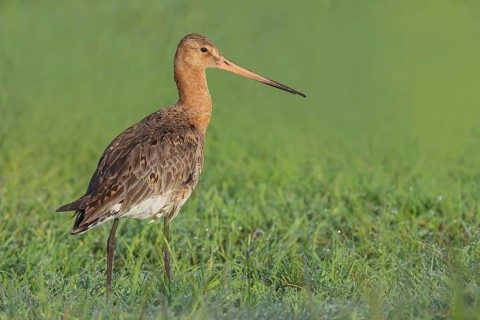Black-tailed godwit (Limosa limosa) standing in wet meadow, snipe birds, wildlife, nature