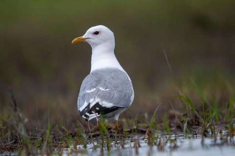 Brandenburg, Common Gull, Germany, Larus Canus, Nabu, national natural heritage, natural paradise