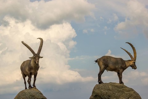 Two male ibex (Capra ibex) stand on a rock. Behind them is a sky with interesting clouds