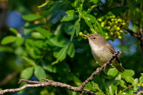 Olive warbler, (Hippolais olivetorum), animal, animals, bird, birds, biotope, habitat, perch,