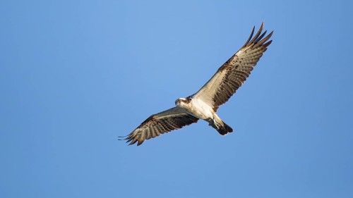 Western Osprey (Pandion haliaetus) flying, Mecklenburg-Western Pomerania, Germany