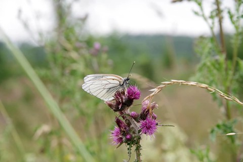 Black-veined White (Aporia crataegi), Harz Border Trail, Green Belt, Saxony-Anhalt, Germany. The