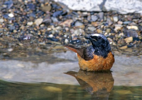 Garden redtail, Phoenicurus phoenicurus, redstart, bath, bathe, bird bath, birds, garden, garden