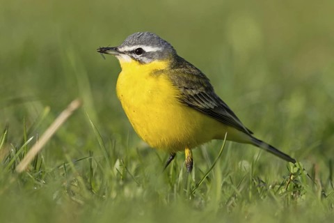 Blue-headed Yellow Wagtail, (Motacilla flava flava), Bergeronnette printanière, Lavandera Boyera,