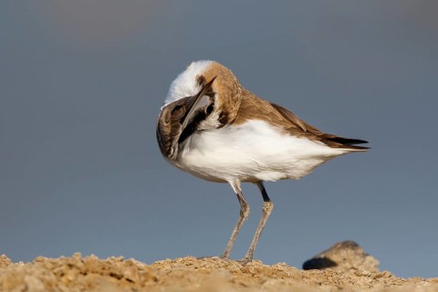Kentish Plover (Charadrius alexandrinus) male preening, Lesvos, Greece