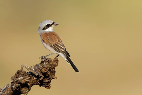 Grauwe Klauwier kijkt over de schouder op stam, Red-backed Shrike lokking over the shoulder an
