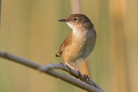 Reed warbler, (Locustella luscinioides), Locustelle luscinioïde, Animals, Birds, Songbirds, Family