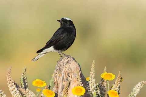 White-crowned Wheatear (Oenanthe leucopyga), Eilat, Israel